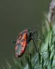 Corizus hyoscyami hyoscyami